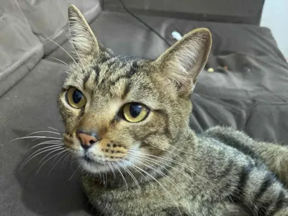 Gato SRD-ViraLata Medio 1-ano