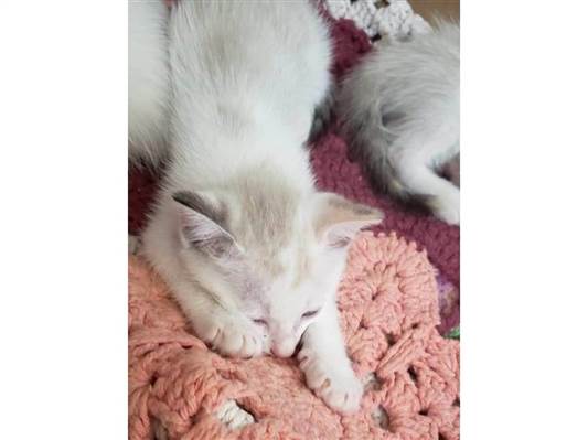 Nascida em 09/03/24 - Manchinha | Gato  Pequeno | Femea | srd