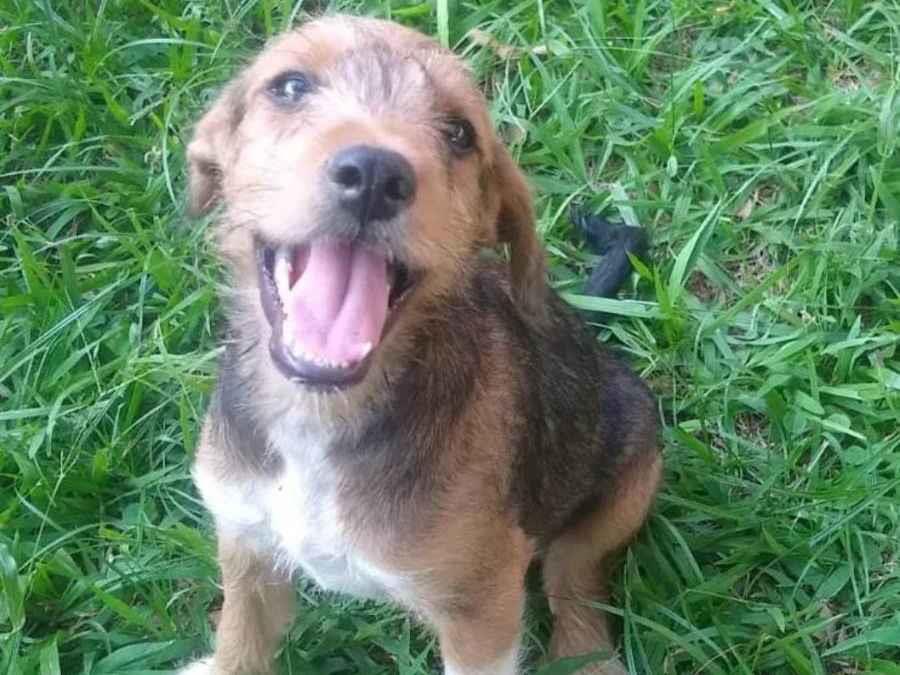 Adoção de Cachorro Campinas/SP | Chico | 2 a 6 meses | Raça SRD-ViraLata | tamanho Médio