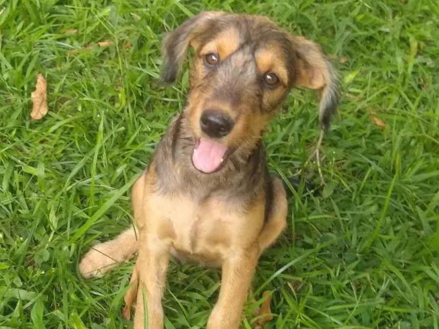 Adoção de Cachorro Campinas/SP | Chico | 2 a 6 meses | Raça SRD-ViraLata | tamanho Médio