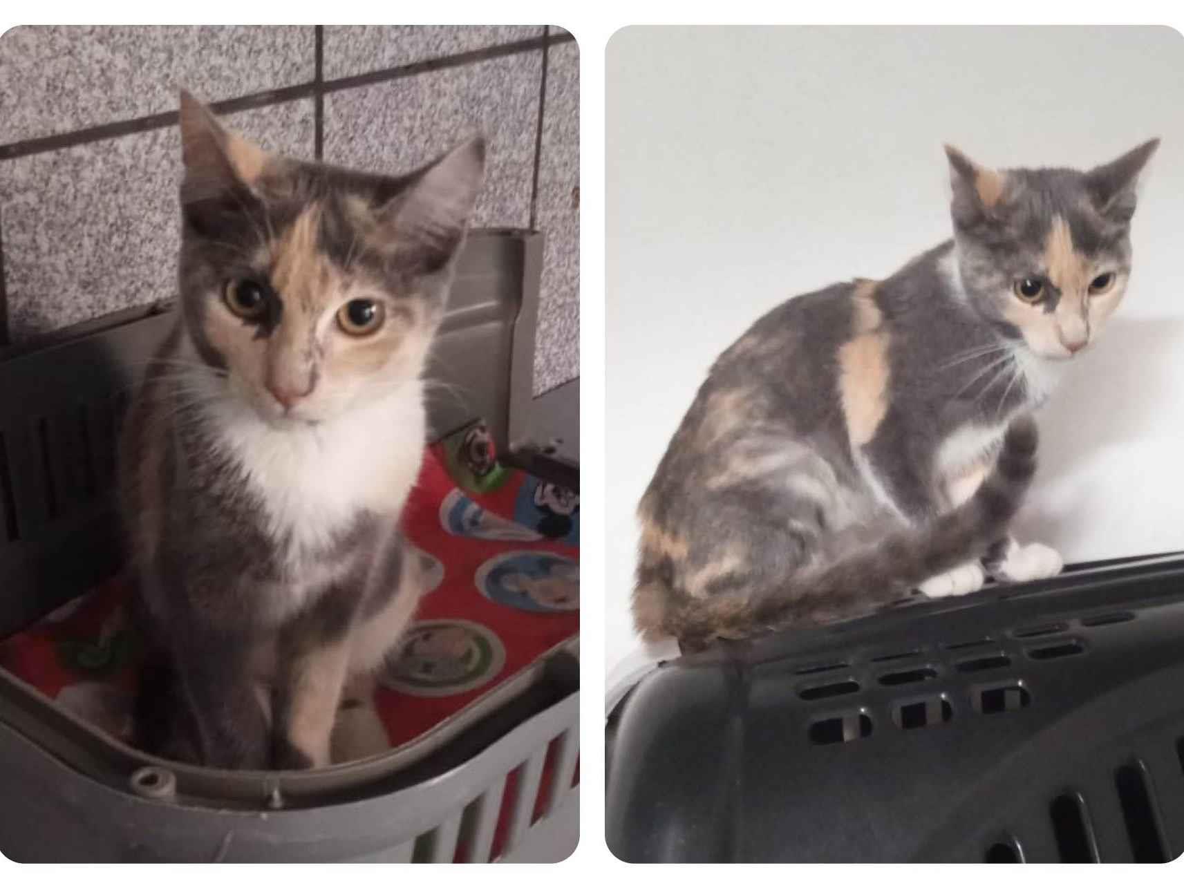 Adoção de Gato São Paulo/SP | Chloe | 2 a 6 meses | Raça SRD-ViraLata | tamanho Pequeno