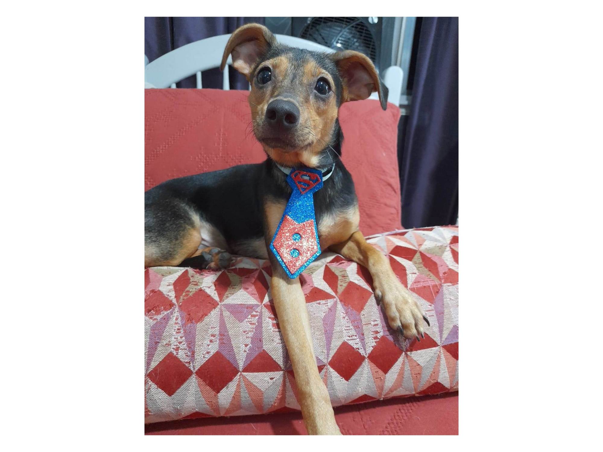 Adoção de Cachorro Rio de Janeiro/RJ | Felicia | 2 anos | Raça SRD-ViraLata | tamanho Médio
