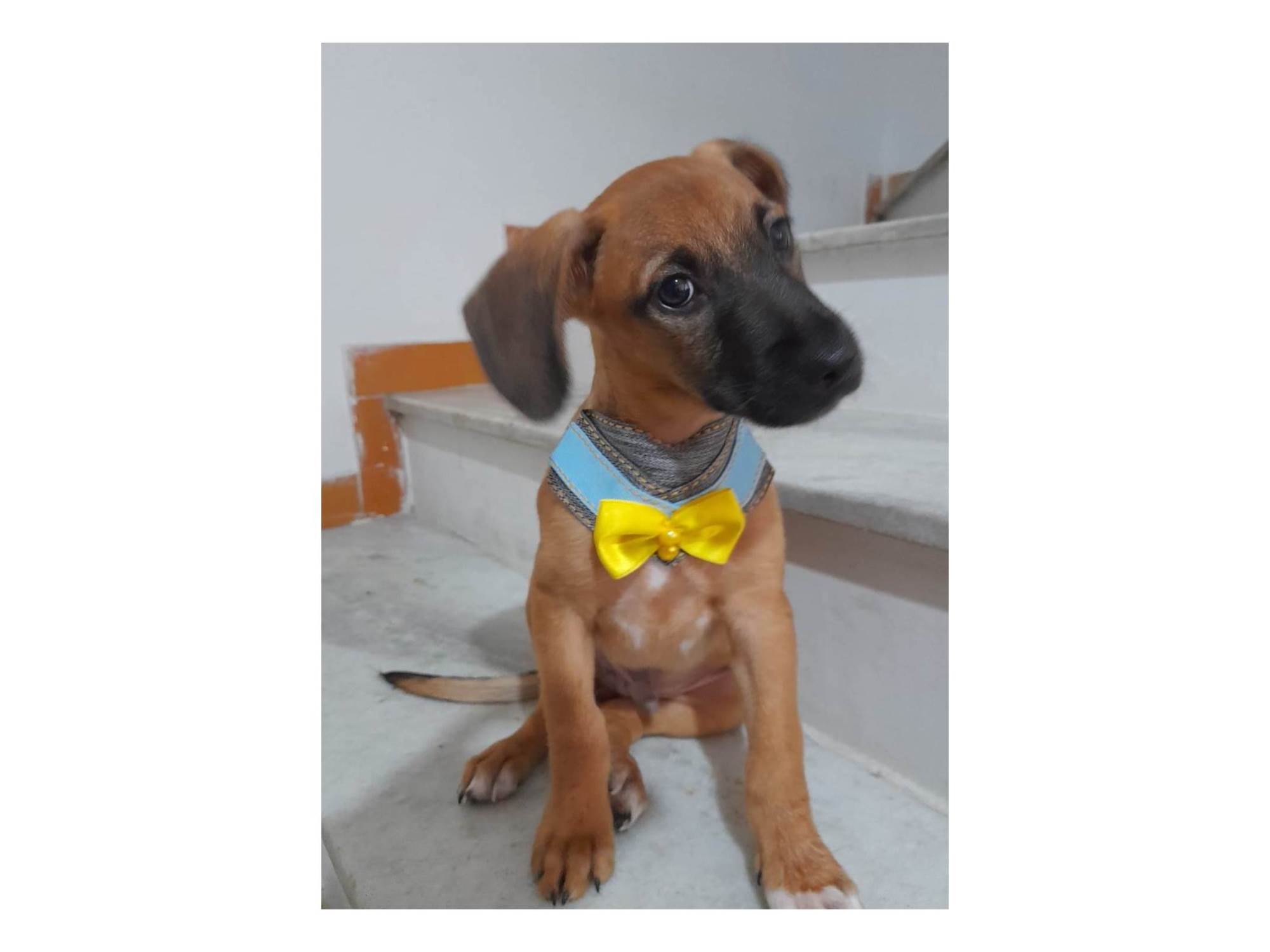 Adoção de Cachorro Rio de Janeiro/RJ | Felicia | 2 anos | Raça SRD-ViraLata | tamanho Médio