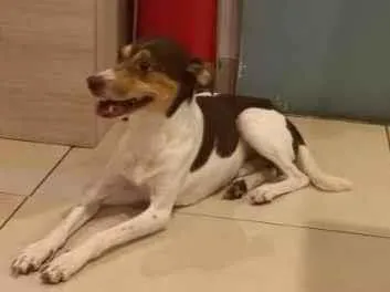 Cao SRD Medio 3-anos