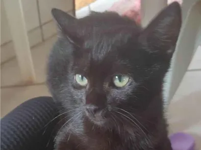 Gato srd Pequeno 2-a-6-meses