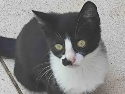 Gato  Pequeno Abaixo-de-2-meses
