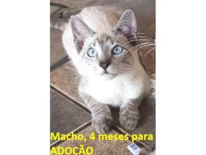 Gato srd Pequeno 2-a-6-meses