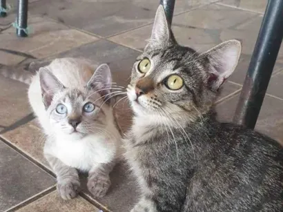 Gato srd Pequeno 2-a-6-meses