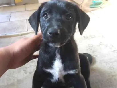 Cao vira lata Pequeno 2-a-6-meses