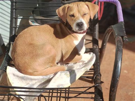 Cao Beagle misturada  Medio 2-anos