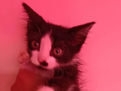 Gato SRD-ViraLata Pequeno 2-a-6-meses