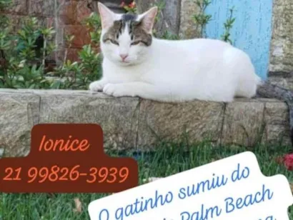 Gato SRD-ViraLata Medio 2-anos