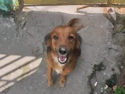 Cao Não sei Medio 3-anos