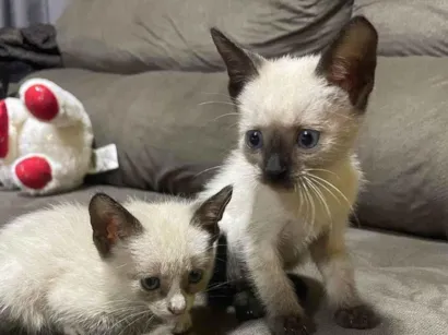 Gato Siamês  Pequeno Abaixo-de-2-meses