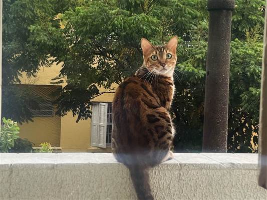 Gato Bengal Medio 1-ano