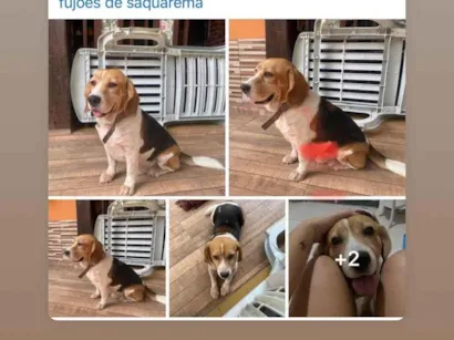 Cao Beaglle Medio 5-anos