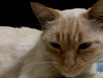 Gato Sem raça Medio 2-a-6-meses