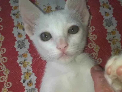 Gato Vira lata Pequeno 7-a-11-meses