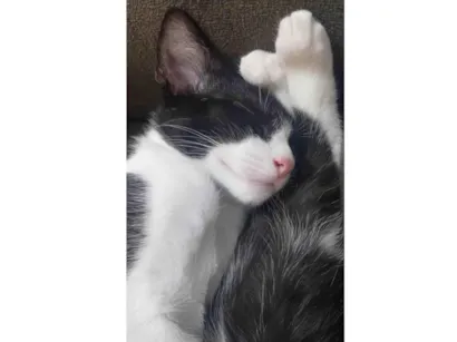 Gato Gato frajola Pequeno 2-a-6-meses