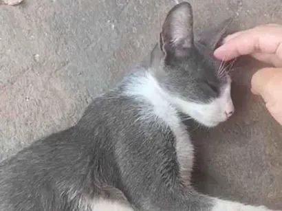 Gato SRD-ViraLata Medio 1-ano