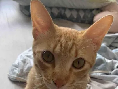 Gato SRD-ViraLata Medio 1-ano