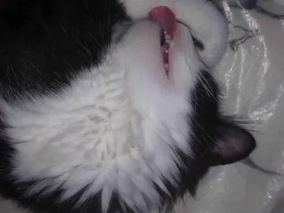 Gato Angorá Medio 3-anos