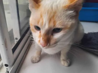 Gato SRD-ViraLata Pequeno 7-a-11-meses