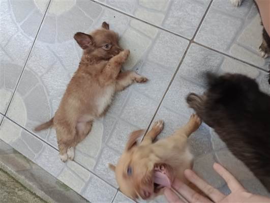 Cachorro cão para adoção Ambos Médio  2 a 6 meses 
