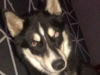 Cao Husky Siberiano Grande 1-ano