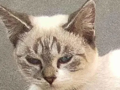 Gato SRD-ViraLata Pequeno 2-a-6-meses