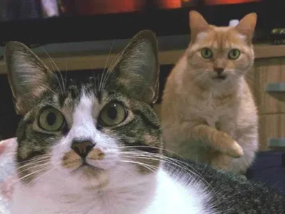 Gato SRD-ViraLata Medio 6-anos-Acima