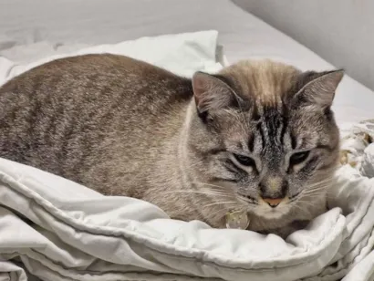 Gato SRD-ViraLata Medio 4-anos