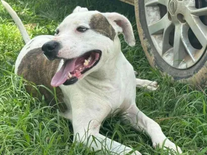 Cao Pit-Bull Grande 2-anos