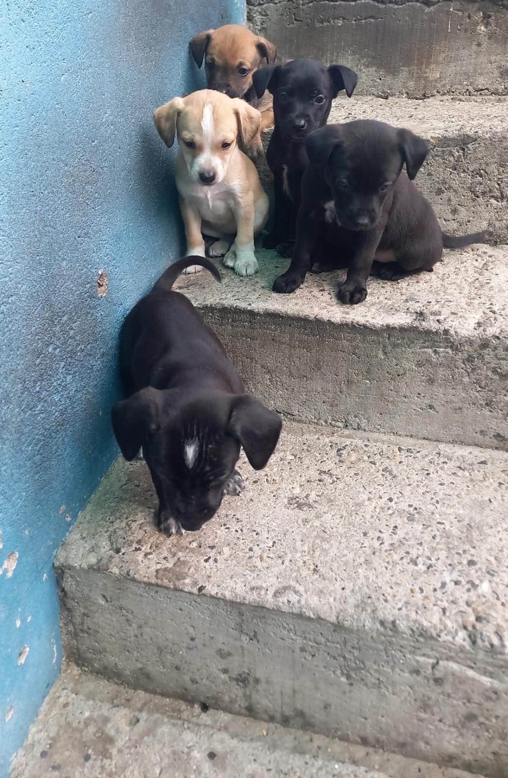 São vários animais   encontrado | foto 2