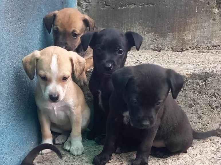 São vários animais   encontrado | foto 1