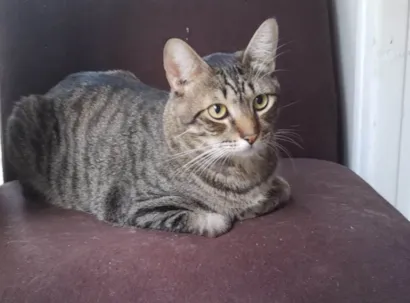 Gato SRD-ViraLata Medio 2-anos