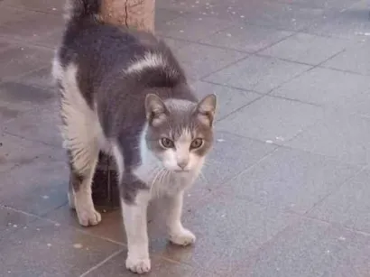 Gato SRD-ViraLata Medio 7-a-11-meses