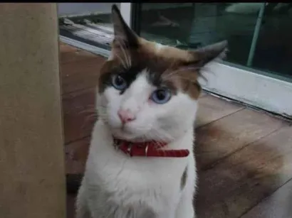 Gato SRD-ViraLata Medio 7-a-11-meses
