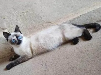 Gato Siamês Pequeno 2-a-6-meses