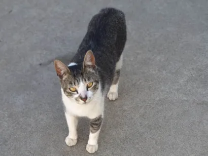 Gato SRD-ViraLata Pequeno 1-ano