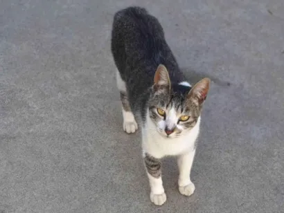 Gato SRD-ViraLata Pequeno 1-ano
