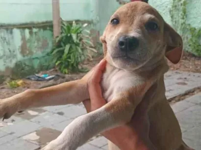 Cao SRD-ViraLata Pequeno 2-a-6-meses