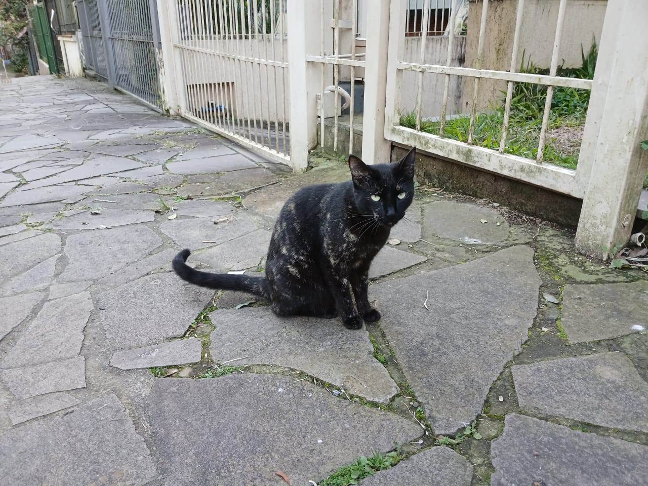Amora  para adoção | foto 2