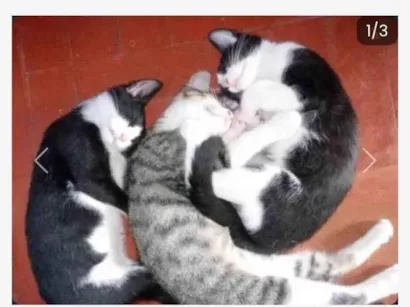 Gato SRD-ViraLata Pequeno 7-a-11-meses