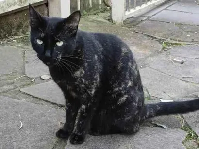 Gato SRD-ViraLata Pequeno 1-ano