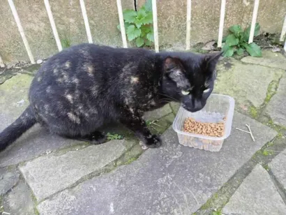 Gato SRD-ViraLata Pequeno 2-a-6-meses