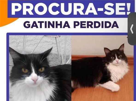 Gato SRD-ViraLata Pequeno 6-anos-Acima