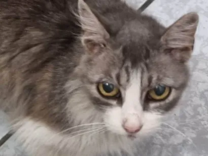 Gato SRD-ViraLata Medio 7-a-11-meses