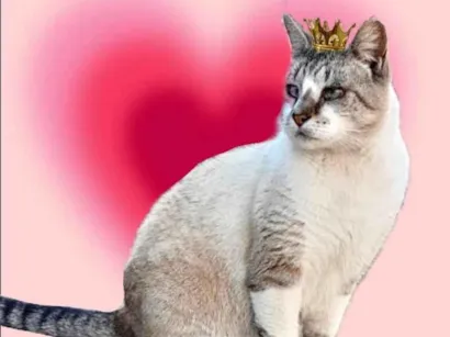 Gato SRD-ViraLata Pequeno 1-ano