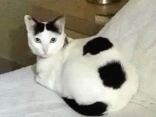 Gato SRD-ViraLata Medio 3-anos
